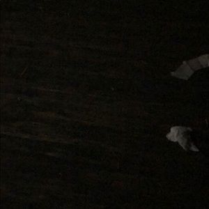 Meet your Posher, Steven